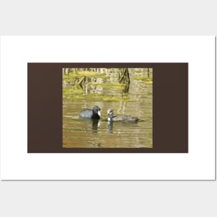 American Coots, birds, wildlife, gifts, mama and babe Posters and Art